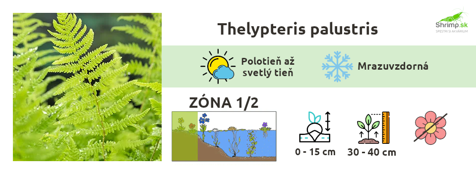 Thelypteris-palustris-paprad