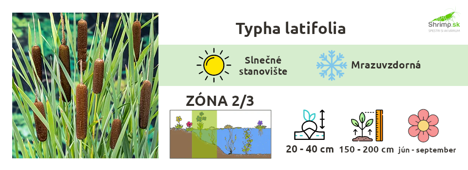 typha-latifolia