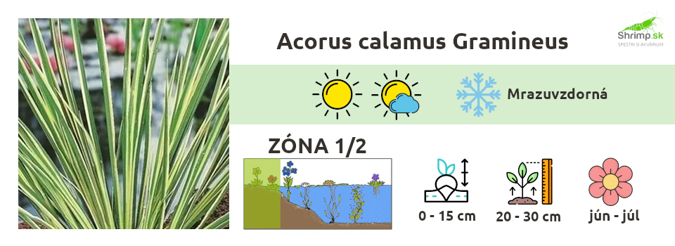 acorus-calamus-gramineus