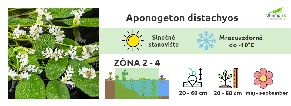 aponogeton-distachyos