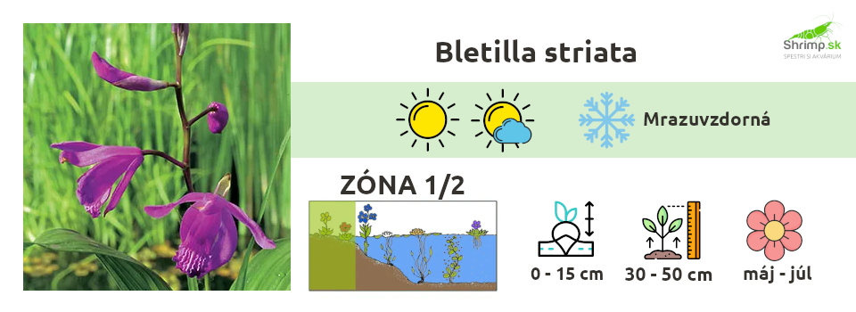 Bletilla-striata-rastliny-do-jazierka