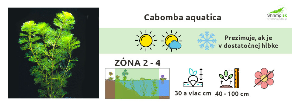 CABOMBA-AQUATICA