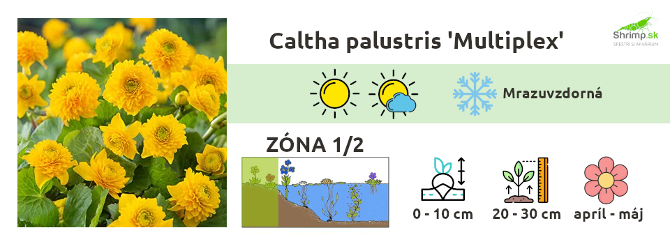 caltha-palustris-jazierkove-rastliny