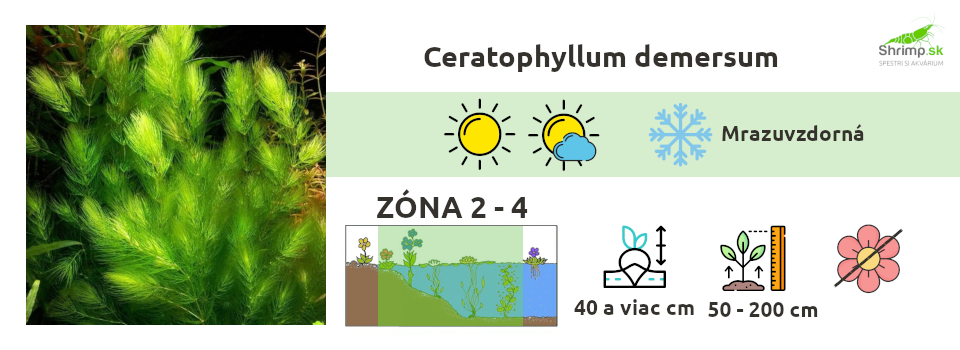 ceratophyllum-demersum