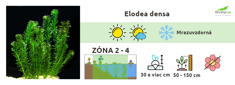 elodea-densa-vodne-rastliny