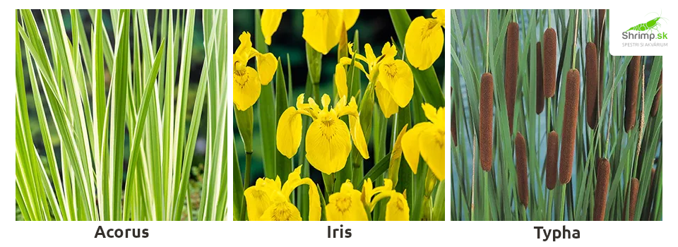 acorus-iris-typha-jazierkove-rastliny