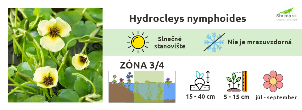 Hydrocleys-nymphoides-jazierkove-rastliny