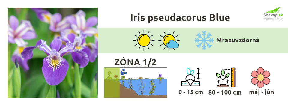 kosatec-modry-jazierkove-rastliny