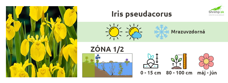 kosatec-zlty-iris
