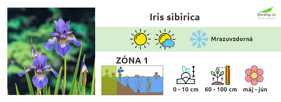 kosatec-sibirsky-iris