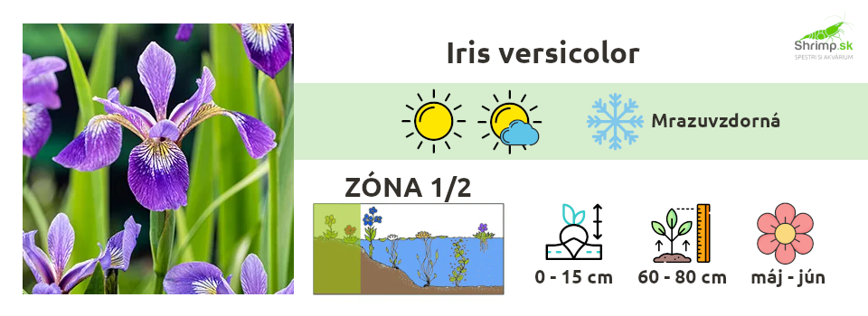 iris-versicolor-kosatec