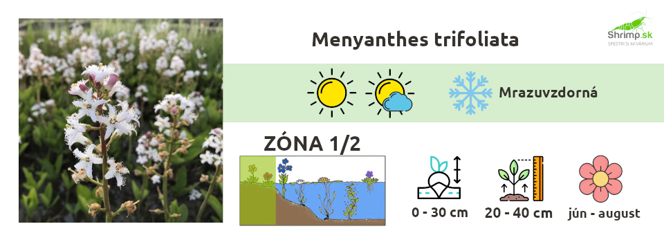 Menyanthes-trifoliata-vachta-trojlista