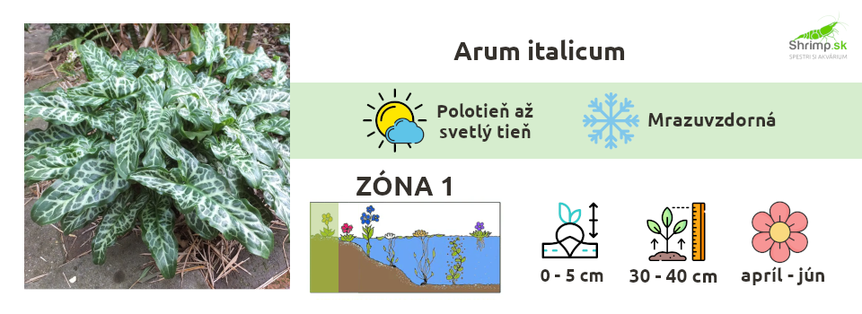 arum-italicum-aron-taliansky