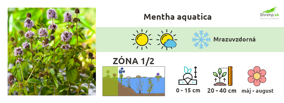 mentha-aquatica