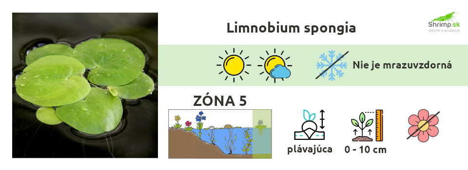 limnobium-spongia