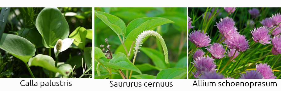 rastliny-do-jazierka-vodne-rastliny