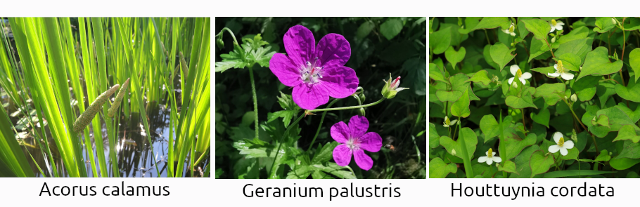 mix-vonavych-rastlin-do-jazierka