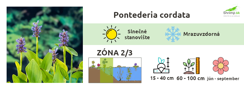 pontederia-rastliny-do-jazierka