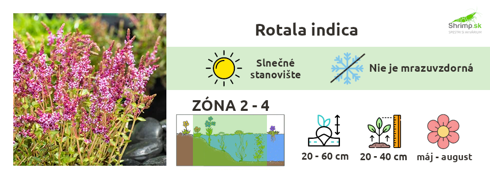rotala-indica-informacie