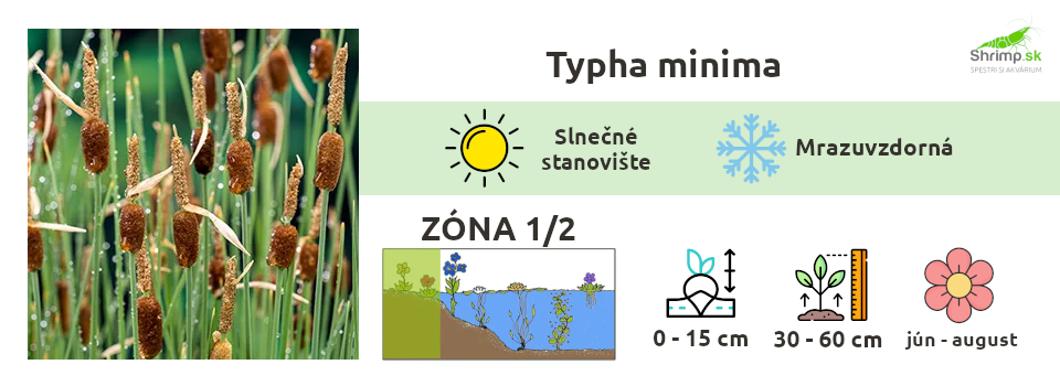 typha-minima-palka-jazierkove-rastliny