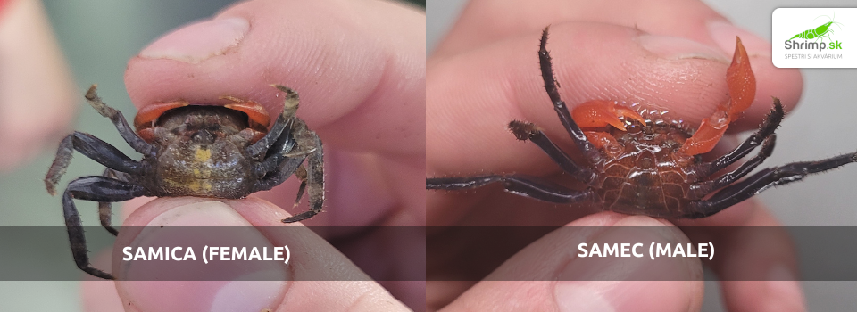 red-devil-geosesarma-reproduction-difference