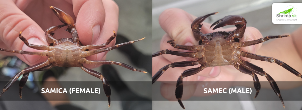 matano-crab-reproduction-difference