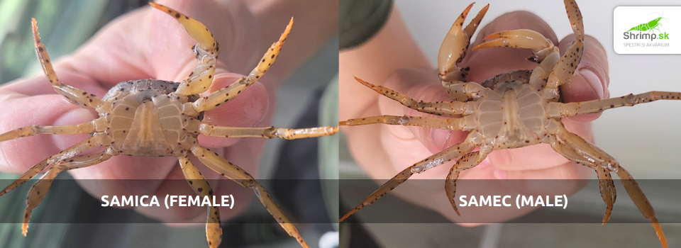 panther-crab-reproduction-difference