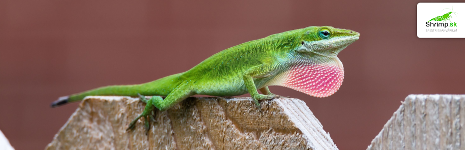 anolis-zeleny-Anolis-carolinensis
