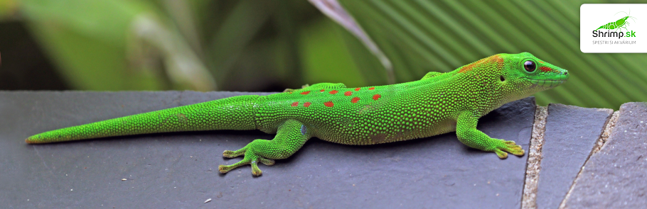felzuma-madagaskarska-Phelsuma-madagascariensis-grandis