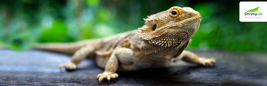 agama-bradata-pogona-vitticeps
