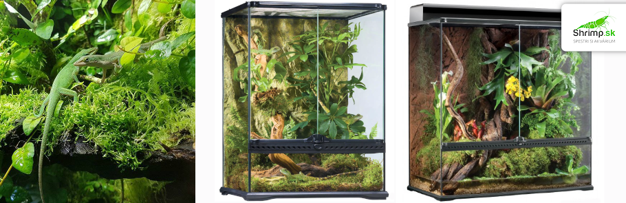 terarium-pre-anolisa-jastericu