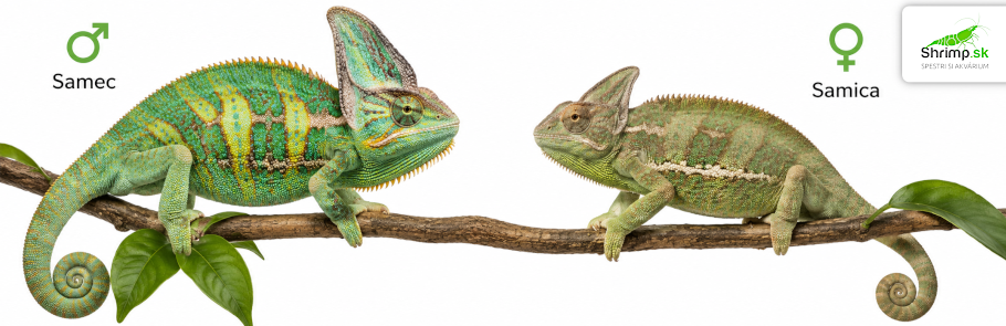 chameleon-porovnanie-samec-samica