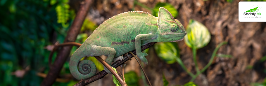 chameleon-jemensky-samica