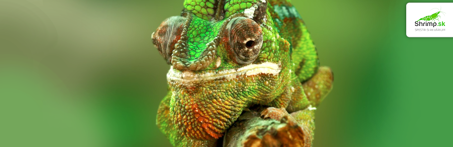 chameleon-jemensky-terariove-zvierata
