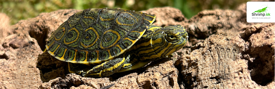 korytnacka-stredoamericka-trachemys-venusta