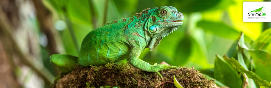 leguan-zeleny-iguana