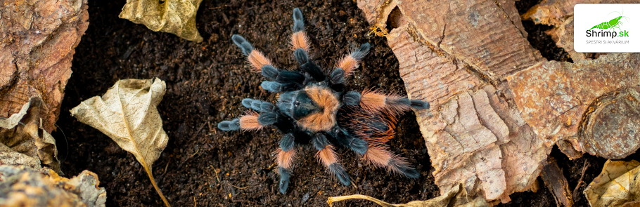 brachypelma-emilia-vtackar-pavuk