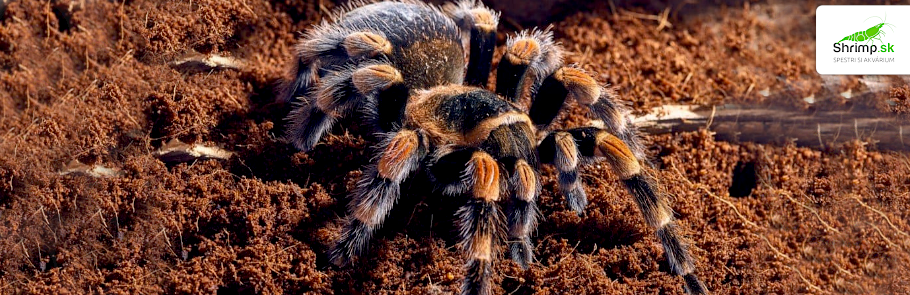 brachypelma-smithi-vtackar-sklipkan