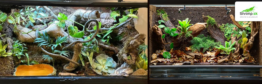 terarium-pre-pytona-hada