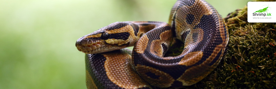 pyton-kralovsky-python-royal