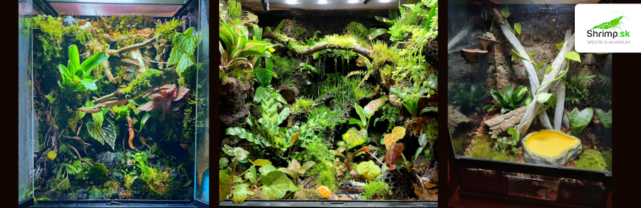 terarium-pre-rosnicku-karolinsku