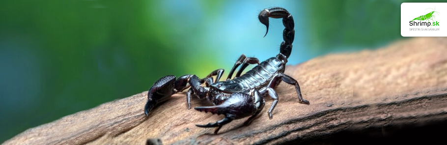 skorpion-petersov-hetermometrus