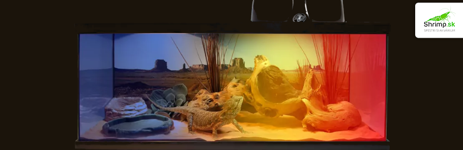 agama-bradata-teplotny-gradient-v-terariu