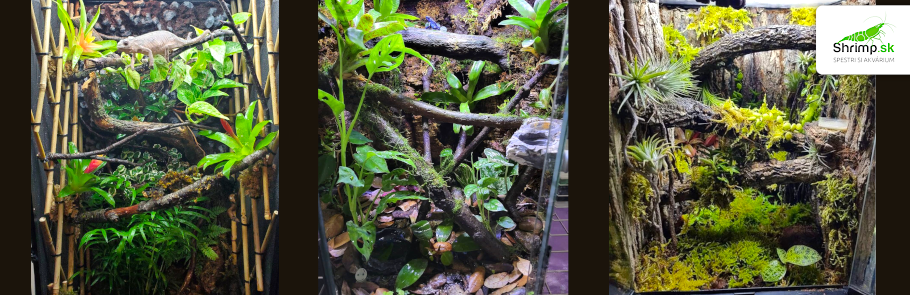terarium-pre-chameleona