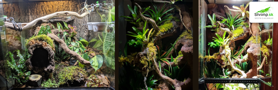 terarium-pre-felzumu-madagaskarsku