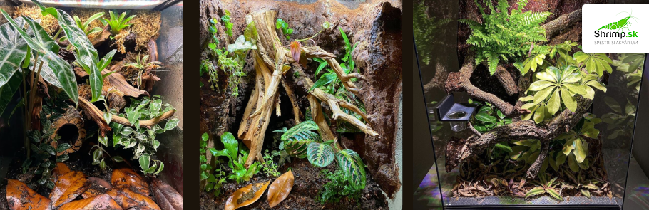 terarium-pre-pagekona-riasnateho