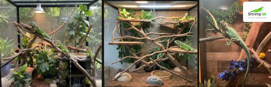 terarium-pre-leguana