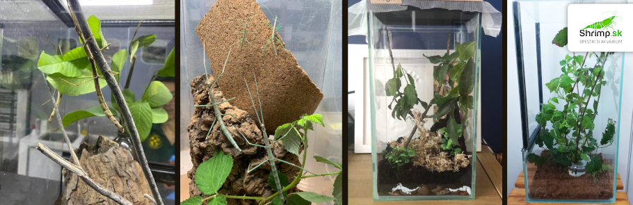 terarium-pre-pakobylku