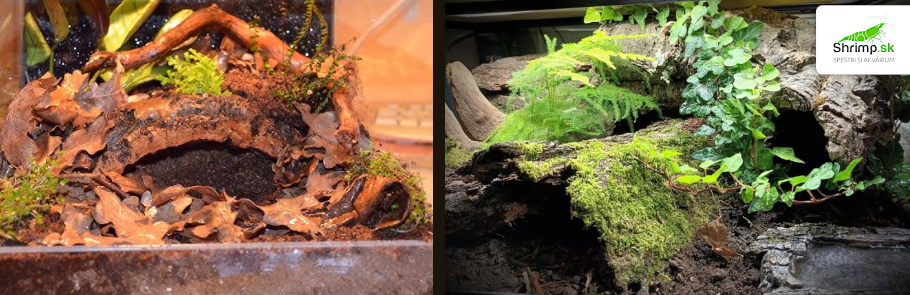 terarium-pre-skorpiona
