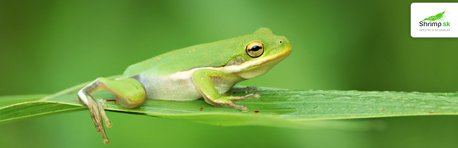 rosnicka-karolinska-Hyla-cinerea